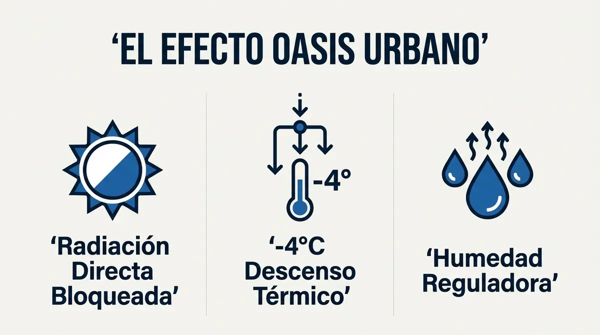 Infografía del efecto oasis urbano que muestra la reducción de temperatura mediante sombras y humedad.