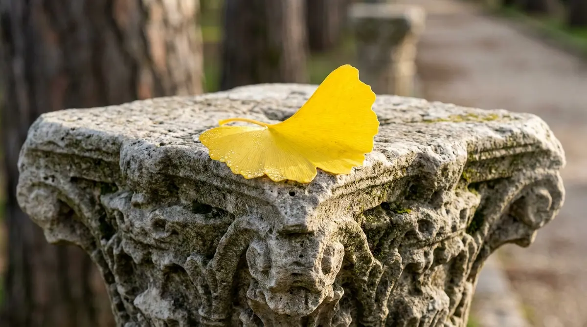 Hoja amarilla de Ginkgo Biloba sobre piedra tallada de origen romano.